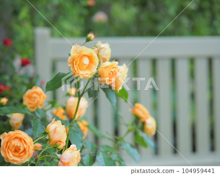 English Garden Ecorin Village Rose Garden 104959441