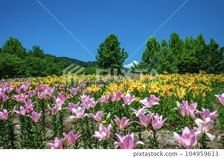 Dronen flat lily Dronen flat lily 104959613