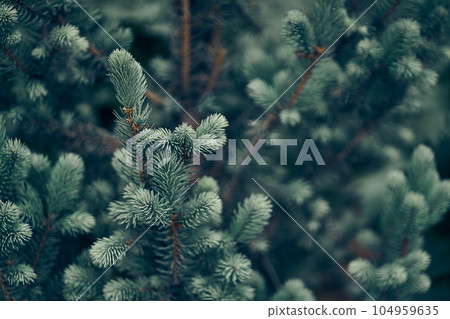 Textured background of Christmas tree branches. Fluffy pine branch close-up. Green spruce. High quality photo Textured background of Christmas tree branches. Fluffy pine branch close-up. Green spruce. High quality photo 104959635