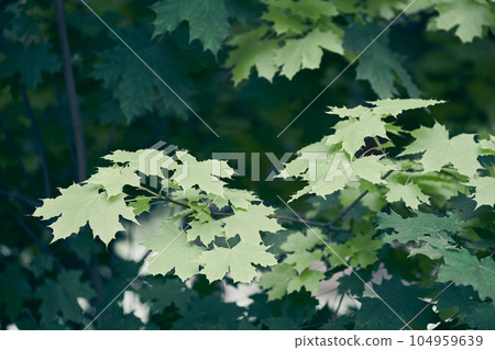 Nature background with space to copy. Green abstract texture of maple leaves, natural background, green leaves. High quality photo Nature background with space to copy. Green abstract texture of maple leaves, natural background, green leaves. High quality photo 104959639
