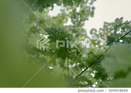 Selective focus on fresh green leaves, maple branches on a green background. Unfocused background in the background with space to copy. High quality photo Selective focus on fresh green leaves, maple branches on a green background. Unfocused background in the background with space to copy. High quality photo 104959640