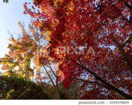 Colorful autumn leaves of Shigisan Chogosonshiji Temple 104959664