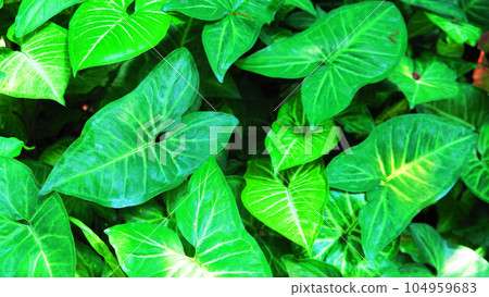 landscape of syngonium leaves 104959683
