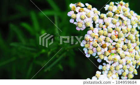 西洋蓍草花景觀 西洋蓍草花景觀 104959684