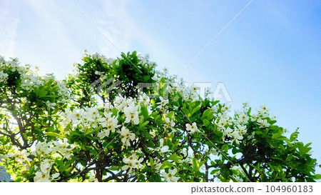 Rikyu plum blossoms in the precincts of Daikoji Temple, a temple in front of Kamakura Station Rikyu plum blossoms in the precincts of Daikoji Temple, a temple in front of Kamakura Station 104960183