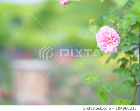English Garden Rose Garden English Garden Rose Garden 104960233