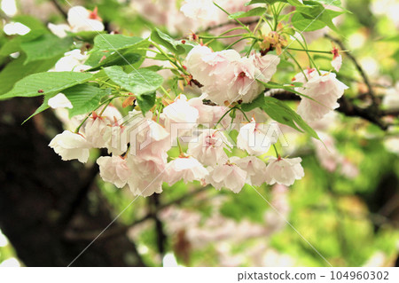Cherry blossom passage and double cherry blossoms at the Osaka Mint (Okuto) 104960302