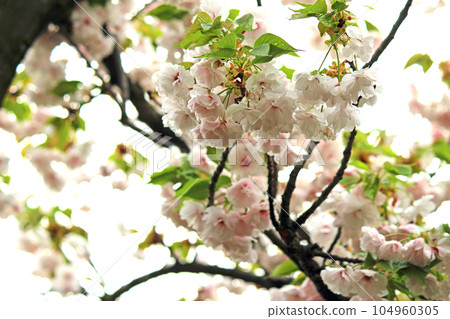 Yaezakura (Okuto) looking up through the cherry blossoms of the Osaka Mint 104960305
