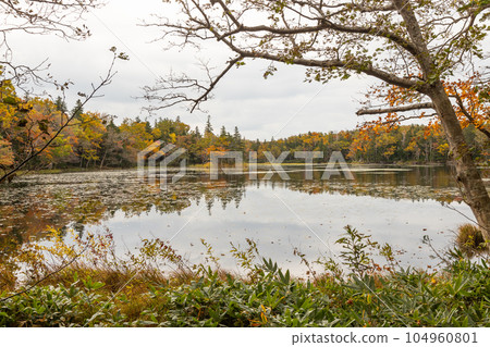 北海道知床五湖的秋景 北海道知床五湖的秋景 104960801