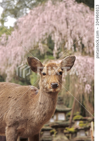 奈良鹿 104960813