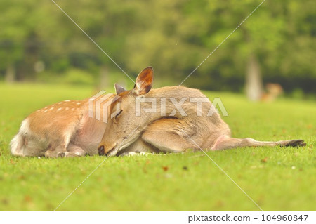 奈良鹿 104960847