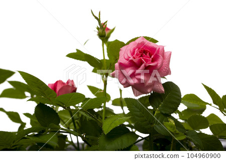 Pink rose flower on white background Pink rose flower on white background 104960900