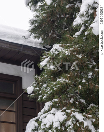 Pine trees in the city filled with snow Pine trees in the city filled with snow 104960924