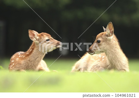 Nara deer Nara deer 104961021
