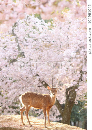 奈良鹿 104961043