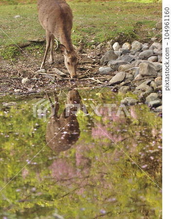 Nara deer 104961160