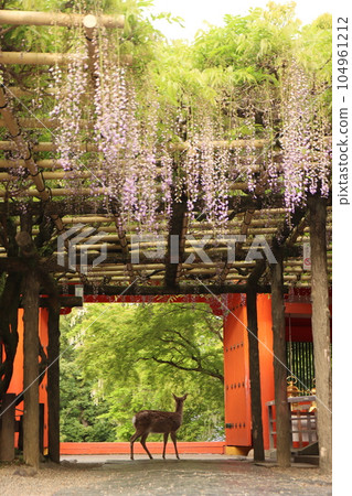 奈良鹿 104961212