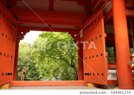 Nara deer 104961214
