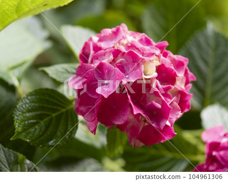 bright red hydrangea 104961306