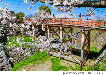 Nara, Koriyama Castle with cherry blossoms in full bloom ~ Gokuraku Bridge ~ Nara, Koriyama Castle with cherry blossoms in full bloom ~ Gokuraku Bridge ~ 104961317