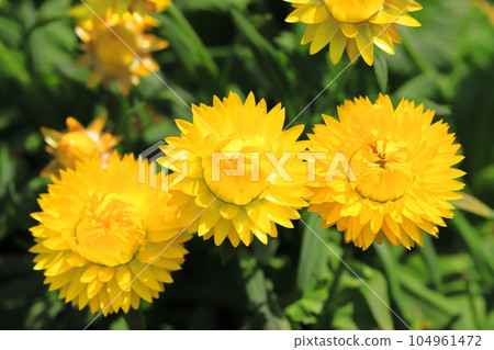 yellow and red straw chrysanthemum yellow and red straw chrysanthemum 104961472