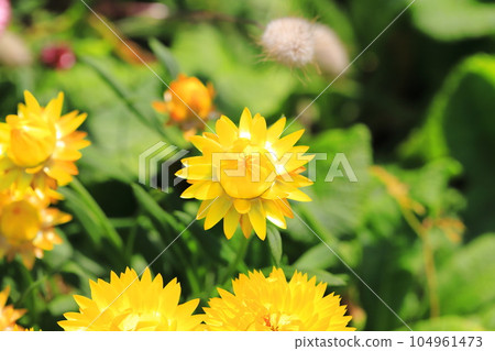 yellow and red straw chrysanthemum yellow and red straw chrysanthemum 104961473