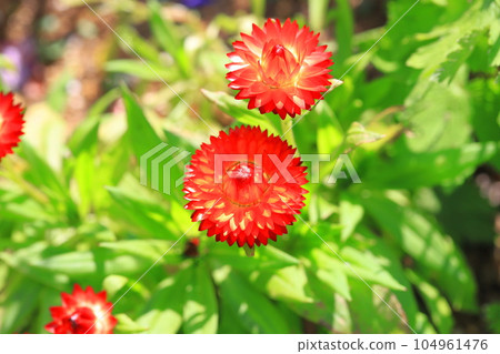 yellow and red straw chrysanthemum 104961476