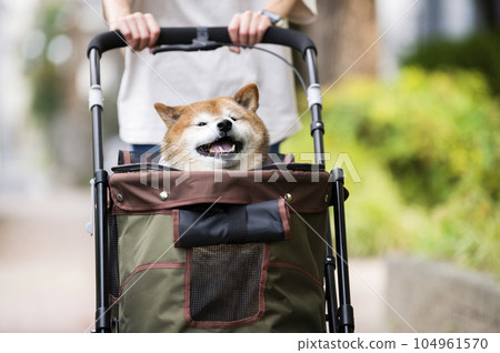 Dog walking on a pet cart Dog walking on a pet cart 104961570