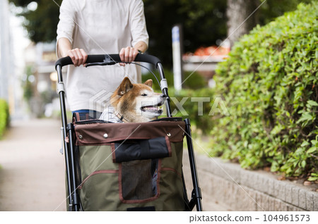 狗在寵物車上行走 狗在寵物車上行走 104961573