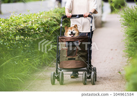 Dog walking on a pet cart Dog walking on a pet cart 104961584