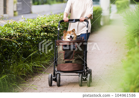 Dog walking on a pet cart Dog walking on a pet cart 104961586
