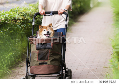 狗在寵物車上行走 104961588
