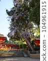 春日大社的紫藤 104961915
