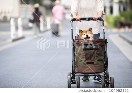 狗在寵物車上行走 狗在寵物車上行走 104962321
