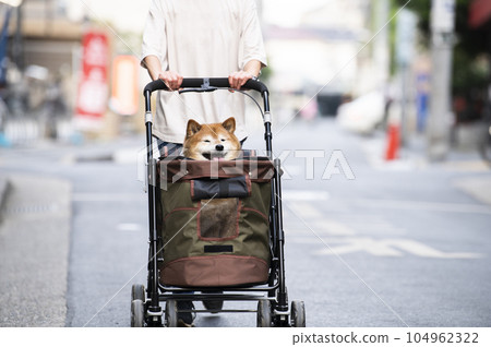 狗在寵物車上行走 狗在寵物車上行走 104962322