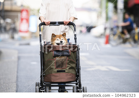 狗在寵物車上行走 狗在寵物車上行走 104962323