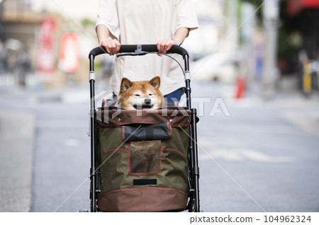 狗在寵物車上行走 狗在寵物車上行走 104962324