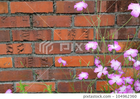 Agrostenma 紅色花朵和仿古磚 104962360