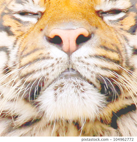 老虎特寫 104962772
