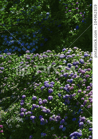 陽光下閃耀的繡球花(下田公園繡球花節) 陽光下閃耀的繡球花(下田公園繡球花節) 104962819
