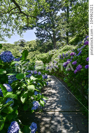 陽光下閃耀的繡球花(下田公園繡球花節) 陽光下閃耀的繡球花(下田公園繡球花節) 104962821