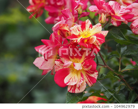 Rose (Kirari) Rose (Kirari) 104962979