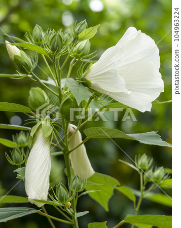White hibiscus flowers blooming in a botanical garden 104963224