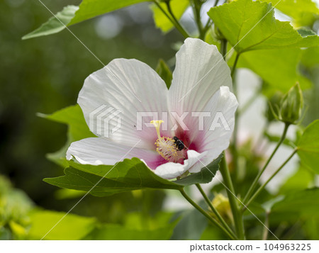 White hibiscus flowers blooming in a botanical garden 104963225