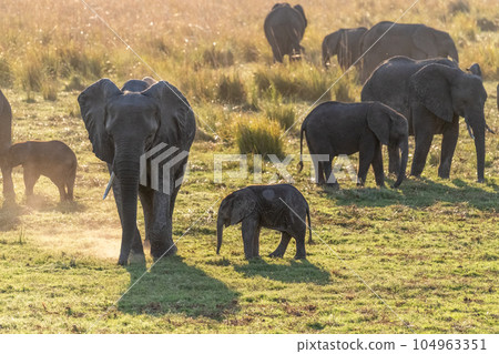 African Elephant in Chobe National Park 104963351