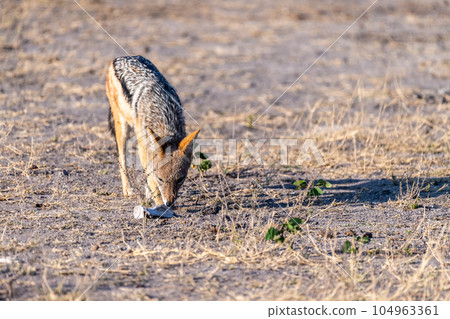 Close-up of a Jackal 104963361