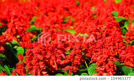 花壇中丹參紅花的景觀 花壇中丹參紅花的景觀 104963377