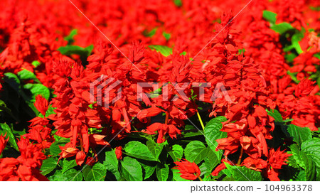 花壇中丹參紅花的景觀 104963378