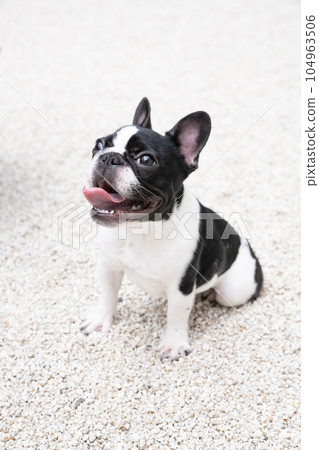White stone garden and black and white French bulldog White stone garden and black and white French bulldog 104963506