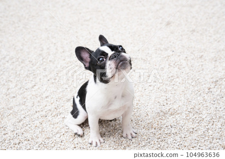 White stone garden and black and white french bull bust up 104963636